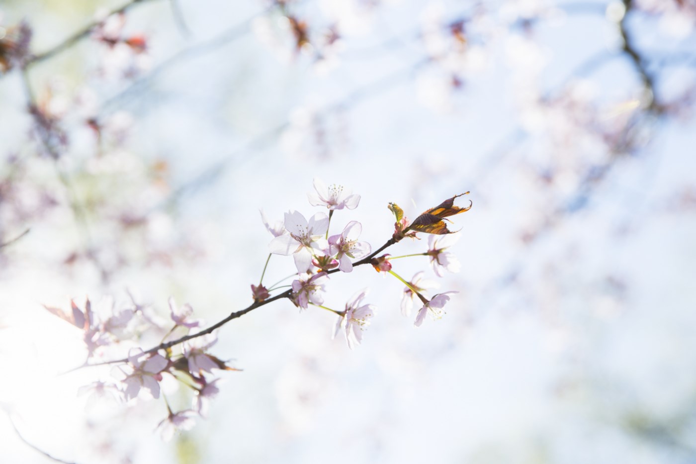 Gren med rosa blomster i solskinn